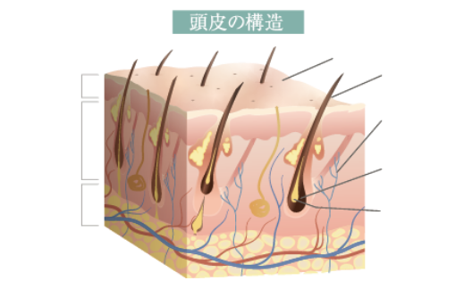 頭皮の構造図
