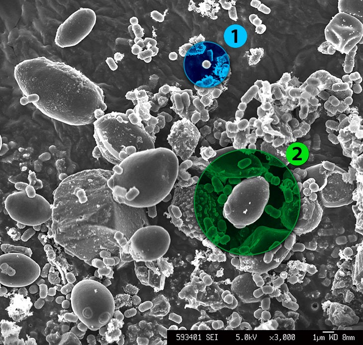酵母と乳酸菌イメージ