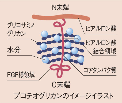 プロテオグリカンのイメージイラスト