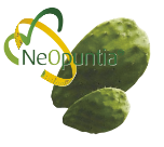 オプンティア・フィカス・インディカ(Opuntia ficus‐indica)