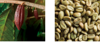 カカオ抽出物
生コーヒー豆抽出物