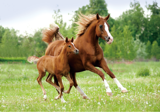 サラブレッド馬の親子