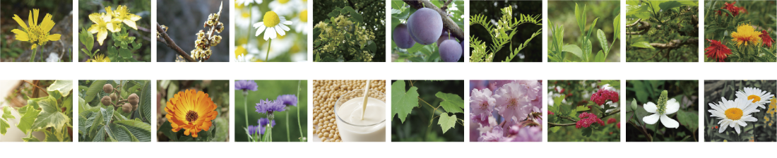 20種類の植物