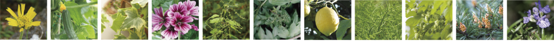 11種類の植物