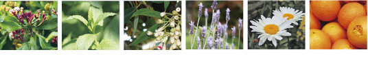 6種類の植物＆ハーブ